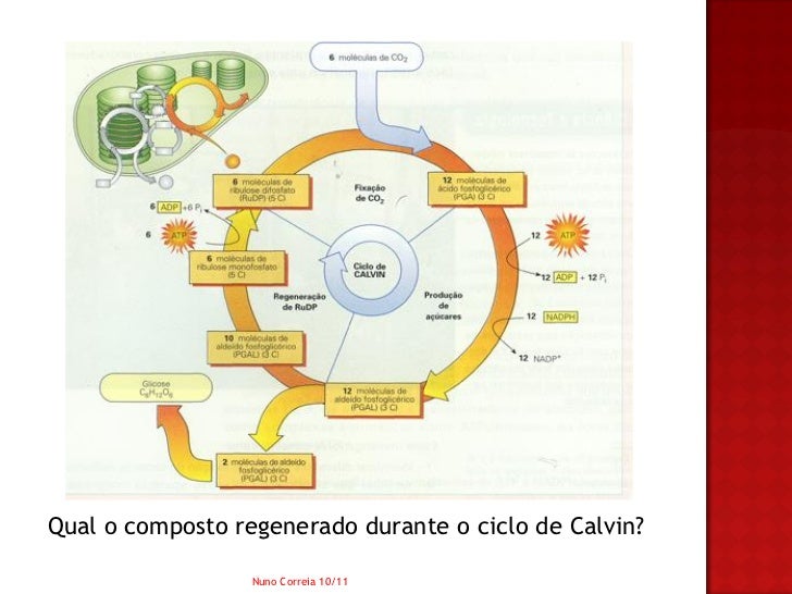 No Ciclo Biogeoquímico Apresentado A Fotossíntese Pode