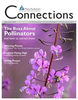 A Newsletter for the Member s of Mass AudubonApril–June 2016
The Buzz About
Pollinators
and how to attract them
Winning Photos
Our Picture This: Your Great Outdoors contest
Kestrels Flying High
Celebrating nesting successes
Spring Peeper
Tiny frog, big voice
 