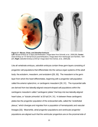 10
Figure 2.1: Mouse, Chick, and Zebrafish Embryos
Left: Mouse Embryo at 12 days post-fertilization. Image taken from Schmidt, et al., 2009 [26]. Center:
Chick Embryo at ~51-56 hpf (hours post-fertilization). Image taken from Hamburger and Hamilton, 1951
[27]. Right: Zebrafish Embryo at 48 hpf. Image taken from Scholz, et al., 2008 [28].
Like all vertebrate embryos, zebrafish embryos contain three germ layers consisting of
progenitor cell populations that differentiate into the various organ systems of the adult
body: the ectoderm, mesoderm, and endoderm [29, 30]. The mesoderm is the germ
layer from which the heart differentiates, beginning with a progenitor cell population
called the anterior splanchnic, or cardiogenic mesoderm [30, 31]. The myocardial cells
are derived from two laterally-aligned crescent-shaped cell populations within the
cardiogenic mesoderm called “cardiogenic plates” that loop into two laterally-aligned
heart tubes, or “tubular primordia” at 20 hpf [14, 31]. In between these cardiogenic
plates lies the progenitor population of the endocardial cells, called the “endothelial
plexus,” which diverges and migrates from a population of hematopoietic and vascular
lineages [32]. Meanwhile, atrial progenitor populations and ventricular progenitor
populations are aligned such that the ventricular progenitors are on the proximal side of
 