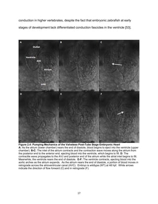 17
conduction in higher vertebrates, despite the fact that embryonic zebrafish at early
stages of development lack differentiated conduction fascicles in the ventricle [53].
Figure 2.4: Pumping Mechanics of the Valveless Post-Tube Stage Embryonic Heart
A: As the atrium (lower chamber) nears the end of diastole, blood begins to eject into the ventricle (upper
chamber). B-C: The inlet of the atrium contracts and the contraction wave moves along the atrium from
the posterior end to the anterior end, ejecting blood into the ventricle, which begins to fill. D: The
contractile wave propagates to the AVJ and posterior end of the atrium while the atrial inlet begins to fill.
Meanwhile, the ventricle nears the end of diastole. E-F: The ventricle contracts, ejecting blood into the
aortic arches as the atrium expands. As the atrium nears the end of diastole, a portion of blood moves in
retrograde across the atrioventricular canal (AVC). Embryo is wildtype (WT) at 48 hpf. White arrows
indicate the direction of flow forward (C) and in retrograde (F).
 