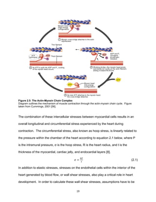 19
Figure 2.5: The Actin-Myosin Chain Complex
Diagram outlines the mechanism of muscle contraction through the actin-myosin chain cycle. Figure
taken from Cummings, 2001 [56].
The combination of these intercellular stresses between myocardial cells results in an
overall longitudinal and circumferential stress experienced by the heart during
contraction. The circumferential stress, also known as hoop stress, is linearly related to
the pressure within the chamber of the heart according to equation 2.1 below, where P
is the intramural pressure, σ is the hoop stress, R is the heart radius, and t is the
thickness of the myocardial, cardiac jelly, and endocardial layers [8].
𝜎 =
𝑅𝑃
𝑡
(2.1)
In addition to elastic stresses, stresses on the endothelial cells within the interior of the
heart generated by blood flow, or wall shear stresses, also play a critical role in heart
development. In order to calculate these wall shear stresses, assumptions have to be
 