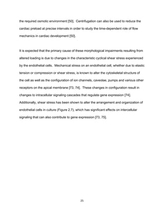 25
the required osmotic environment [50]. Centrifugation can also be used to reduce the
cardiac preload at precise intervals in order to study the time-dependent role of flow
mechanics in cardiac development [50].
It is expected that the primary cause of these morphological impairments resulting from
altered loading is due to changes in the characteristic cyclical shear stress experienced
by the endothelial cells. Mechanical stress on an endothelial cell, whether due to elastic
tension or compression or shear stress, is known to alter the cytoskeletal structure of
the cell as well as the configuration of ion channels, caveolae, pumps and various other
receptors on the apical membrane [73, 74]. These changes in configuration result in
changes to intracellular signaling cascades that regulate gene expression [74].
Additionally, shear stress has been shown to alter the arrangement and organization of
endothelial cells in culture (Figure 2.7), which has significant effects on intercellular
signaling that can also contribute to gene expression [73, 75].
 