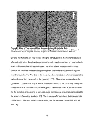 26
Figure 2.7: Effect of Flow-Induced Shear Stress on Cultured Endothelial Cells
Left: Endothelial cells cultured under static conditions. Right: Endothelia cultured under 24 hours of
steady, laminar flow at 7.5 μmHg pressure. Image taken from Topper and Gimbrone, 1999 [73].
Several mechanisms are responsible for signal transduction on the membrane surface
of endothelial cells. Certain potassium ion channels have been shown to require elastic
stretch of the membrane in order to open, and shear stress is necessary to expose
calcium ion channels by essentially pushing them open via the movement of adjoined
membranous cilia [36, 76]. One of the more important transducers of shear stress is the
extracellular protein framework of the glycocalyx [77]. When shear stress acts on the
glycocalyx, it produces a torque, which causes deformation of the underlying hexagonal
lattice-structured, actin cortical web (ACW) [77]. Deformation of the ACW is necessary
for the formation and opening of caveolae, large membranous invaginations responsible
for an array of signaling functions [77]. The presence of shear stress during endothelial
differentiation has been shown to be necessary for the formation of this actin web as
well [78].
 