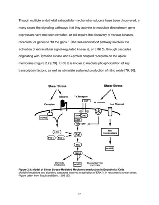 27
Though multiple endothelial extracellular mechanotransducers have been discovered, in
many cases the signaling pathways that they activate to modulate downstream gene
expression have not been revealed, or still require the discovery of various kinases,
receptors, or genes to “fill the gaps.” One well-understood pathway involves the
activation of extracellular signal-regulated kinase ½, or ERK ½, through cascades
originating with Tyrosine kinase and G-protein coupled receptors on the apical
membrane (Figure 2.7) [79]. ERK ½ is known to mediate phosphorylation of key
transcription factors, as well as stimulate sustained production of nitric oxide [79, 80].
Figure 2.8: Model of Shear Stress-Mediated Mechanotransduction in Endothelial Cells
Model of receptors and signaling cascades involved in activation of ERK ½ in response to shear stress.
Figure taken from Traub and Berk, 1998 [80].
 