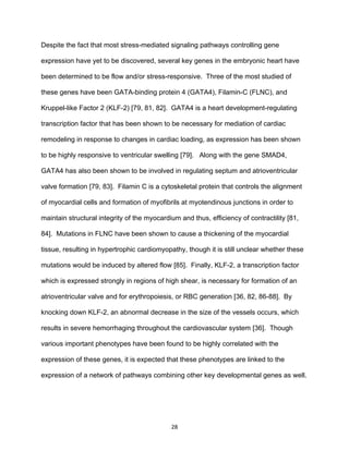 28
Despite the fact that most stress-mediated signaling pathways controlling gene
expression have yet to be discovered, several key genes in the embryonic heart have
been determined to be flow and/or stress-responsive. Three of the most studied of
these genes have been GATA-binding protein 4 (GATA4), Filamin-C (FLNC), and
Kruppel-like Factor 2 (KLF-2) [79, 81, 82]. GATA4 is a heart development-regulating
transcription factor that has been shown to be necessary for mediation of cardiac
remodeling in response to changes in cardiac loading, as expression has been shown
to be highly responsive to ventricular swelling [79]. Along with the gene SMAD4,
GATA4 has also been shown to be involved in regulating septum and atrioventricular
valve formation [79, 83]. Filamin C is a cytoskeletal protein that controls the alignment
of myocardial cells and formation of myofibrils at myotendinous junctions in order to
maintain structural integrity of the myocardium and thus, efficiency of contractility [81,
84]. Mutations in FLNC have been shown to cause a thickening of the myocardial
tissue, resulting in hypertrophic cardiomyopathy, though it is still unclear whether these
mutations would be induced by altered flow [85]. Finally, KLF-2, a transcription factor
which is expressed strongly in regions of high shear, is necessary for formation of an
atrioventricular valve and for erythropoiesis, or RBC generation [36, 82, 86-88]. By
knocking down KLF-2, an abnormal decrease in the size of the vessels occurs, which
results in severe hemorrhaging throughout the cardiovascular system [36]. Though
various important phenotypes have been found to be highly correlated with the
expression of these genes, it is expected that these phenotypes are linked to the
expression of a network of pathways combining other key developmental genes as well.
 