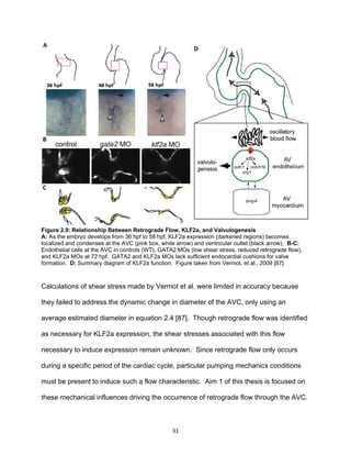 31
Figure 2.9: Relationship Between Retrograde Flow, KLF2a, and Valvulogenesis
A: As the embryo develops from 36 hpf to 58 hpf, KLF2a expression (darkened regions) becomes
localized and condenses at the AVC (pink box, white arrow) and ventricular outlet (black arrow). B-C:
Endothelial cells at the AVC in controls (WT), GATA2 MOs (low shear stress, reduced retrograde flow),
and KLF2a MOs at 72 hpf. GATA2 and KLF2a MOs lack sufficient endocardial cushions for valve
formation. D: Summary diagram of KLF2a function. Figure taken from Vermot, et al., 2009 [87].
Calculations of shear stress made by Vermot et al. were limited in accuracy because
they failed to address the dynamic change in diameter of the AVC, only using an
average estimated diameter in equation 2.4 [87]. Though retrograde flow was identified
as necessary for KLF2a expression, the shear stresses associated with this flow
necessary to induce expression remain unknown. Since retrograde flow only occurs
during a specific period of the cardiac cycle, particular pumping mechanics conditions
must be present to induce such a flow characteristic. Aim 1 of this thesis is focused on
these mechanical influences driving the occurrence of retrograde flow through the AVC.
 