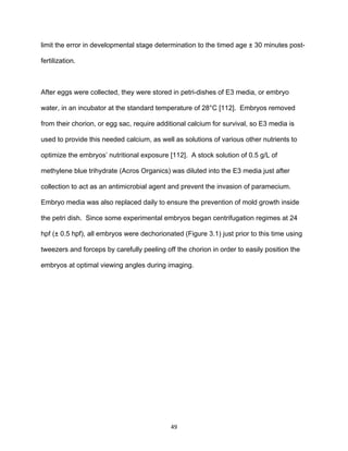 49
limit the error in developmental stage determination to the timed age ± 30 minutes post-
fertilization.
After eggs were collected, they were stored in petri-dishes of E3 media, or embryo
water, in an incubator at the standard temperature of 28°C [112]. Embryos removed
from their chorion, or egg sac, require additional calcium for survival, so E3 media is
used to provide this needed calcium, as well as solutions of various other nutrients to
optimize the embryos’ nutritional exposure [112]. A stock solution of 0.5 g/L of
methylene blue trihydrate (Acros Organics) was diluted into the E3 media just after
collection to act as an antimicrobial agent and prevent the invasion of paramecium.
Embryo media was also replaced daily to ensure the prevention of mold growth inside
the petri dish. Since some experimental embryos began centrifugation regimes at 24
hpf (± 0.5 hpf), all embryos were dechorionated (Figure 3.1) just prior to this time using
tweezers and forceps by carefully peeling off the chorion in order to easily position the
embryos at optimal viewing angles during imaging.
 