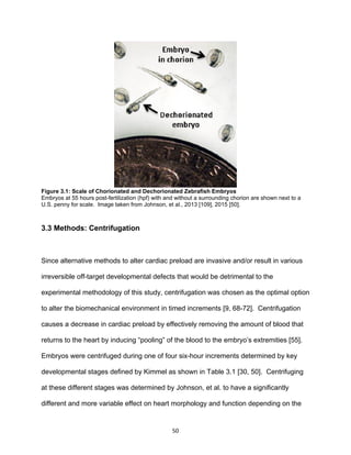 50
Figure 3.1: Scale of Chorionated and Dechorionated Zebrafish Embryos
Embryos at 55 hours post-fertilization (hpf) with and without a surrounding chorion are shown next to a
U.S. penny for scale. Image taken from Johnson, et al., 2013 [109], 2015 [50].
3.3 Methods: Centrifugation
Since alternative methods to alter cardiac preload are invasive and/or result in various
irreversible off-target developmental defects that would be detrimental to the
experimental methodology of this study, centrifugation was chosen as the optimal option
to alter the biomechanical environment in timed increments [9, 68-72]. Centrifugation
causes a decrease in cardiac preload by effectively removing the amount of blood that
returns to the heart by inducing “pooling” of the blood to the embryo’s extremities [55].
Embryos were centrifuged during one of four six-hour increments determined by key
developmental stages defined by Kimmel as shown in Table 3.1 [30, 50]. Centrifuging
at these different stages was determined by Johnson, et al. to have a significantly
different and more variable effect on heart morphology and function depending on the
 