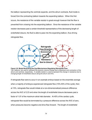 74
the balloon representing the ventricle expands, and the atrium contracts, fluid inside is
forced from the contracting balloon towards the expanding balloon. When this first
occurs, the resistance of the variable resistor is great enough however that the flow is
prevented from crossing into the expanding balloon. Once the resistance of the variable
resistor decreases past a certain threshold representative of the decreasing length of
endothelial closure, the fluid is able to pass into the expanding balloon, thus driving
retrograde flow.
Figure 3.9: Model Illustrating the Dual Mechanisms Regulating Retrograde Flow
Two ‘balloons’ are used to represent the dynamic volume change due to expansion and contraction of the
atrium and ventricle, respectively. A variable resistor is used to represent the change in resistance due to
changing length of endothelial closure along the atrium and AVC.
If retrograde flow were to occur in an example embryo based on the ensemble average
when a majority of embryos experienced retrograde flow (15%-45% of the cycle), then
at 15%, retrograde flow would initiate at a non-dimensionalized pressure difference
across the AVC of 2.23 and when the length of endothelial closure decreases past a
factor of 1.07 of the maximum atrial inlet diameter. At 45% of the cardiac cycle,
retrograde flow would be terminated by a pressure difference across the AVC of zero,
when pressures become negative and drive flow forward. The length of endothelial
 