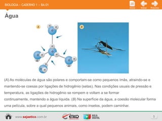 BIOLOGIA » CADERNO 1 » BA 01
                                                                             Início   Voltar   Próximo



Água




(A) As moléculas de água são polares e comportam-se como pequenos ímãs, atraindo-se e
mantendo-se coesas por ligações de hidrogênio (setas). Nas condições usuais de pressão e
temperatura, as ligações de hidrogênio se rompem e voltam a se formar
continuamente, mantendo a água líquida. (B) Na superfície da água, a coesão molecular forma
uma película, sobre a qual pequenos animais, como insetos, podem caminhar.


      www.sejaetico.com.br                                                                       5
 