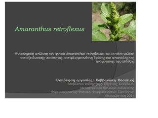 amaranthus retroflexus 1