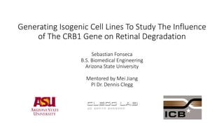 Generating Isogenic Cell Lines To Study The Influence
of The CRB1 Gene on Retinal Degradation
Sebastian Fonseca
B.S. Biomedical Engineering
Arizona State University
Mentored by Mei Jiang
PI Dr. Dennis Clegg
 