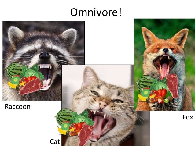 is a mouse a carnivore herbivore or omnivore