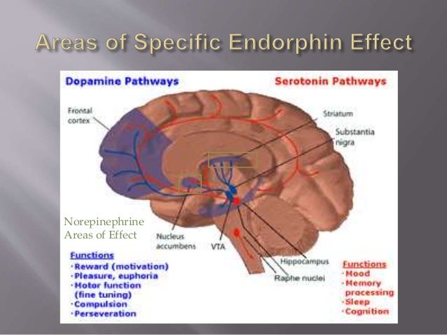 work for adderall memory does your