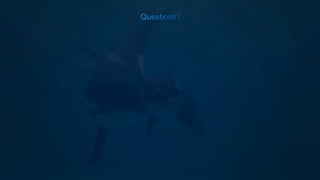 Black Fish - Sea World Ethics Case