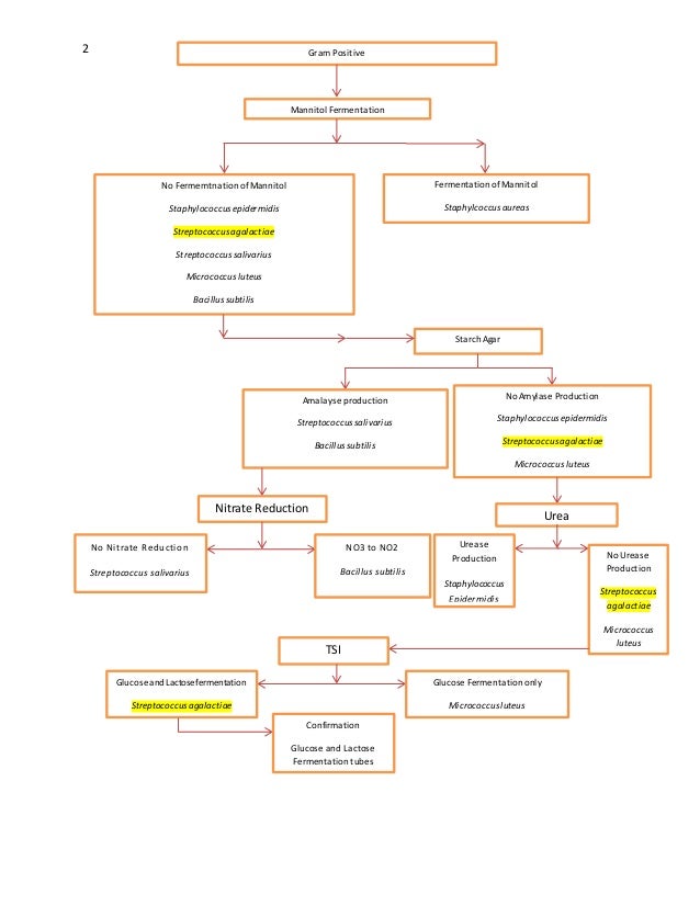 Isolating and identifying microorganisms is very important