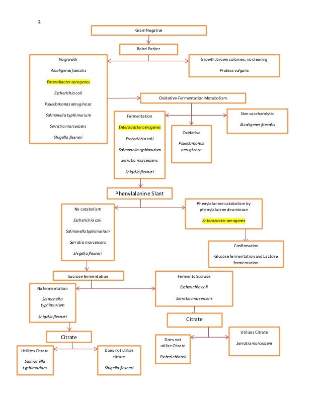 pseudomonas identification flowchart pseudomonas aeruginosa flow chart related keywords pseudomonas identification flowchart pseudomonas aeruginosa flow chart related keywords