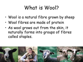 Wool fibres are not
straight – they grow
 with a natural crimp
  (wave) which gives
the wool it elasticity.
 