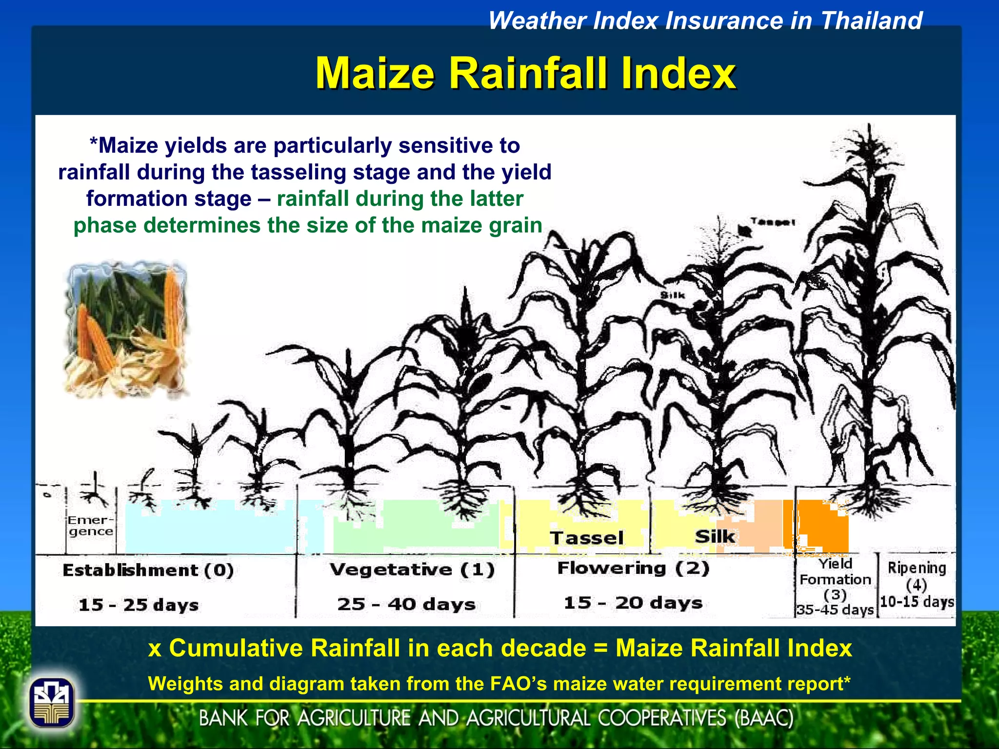 Maize Rainfall Index *Maize yields are particularly sensitive to  rainfall during the tasseling stage and the yield  formation stage –  rainfall during the latter  phase determines the size of the maize grain Weights and diagram taken from the FAO’s maize water requirement report* x Cumulative Rainfall in each decade = Maize Rainfall Index Weather Index Insurance in Thailand 