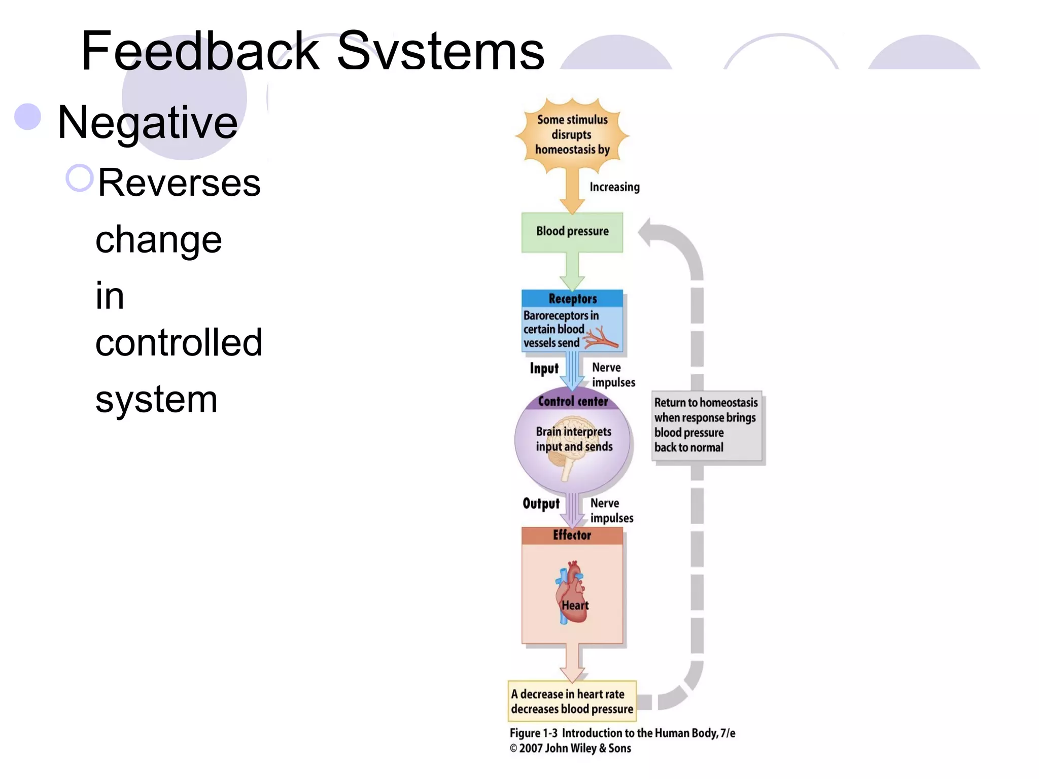 Feedback Systems
Negative
Reverses
change
in
controlled
system
 