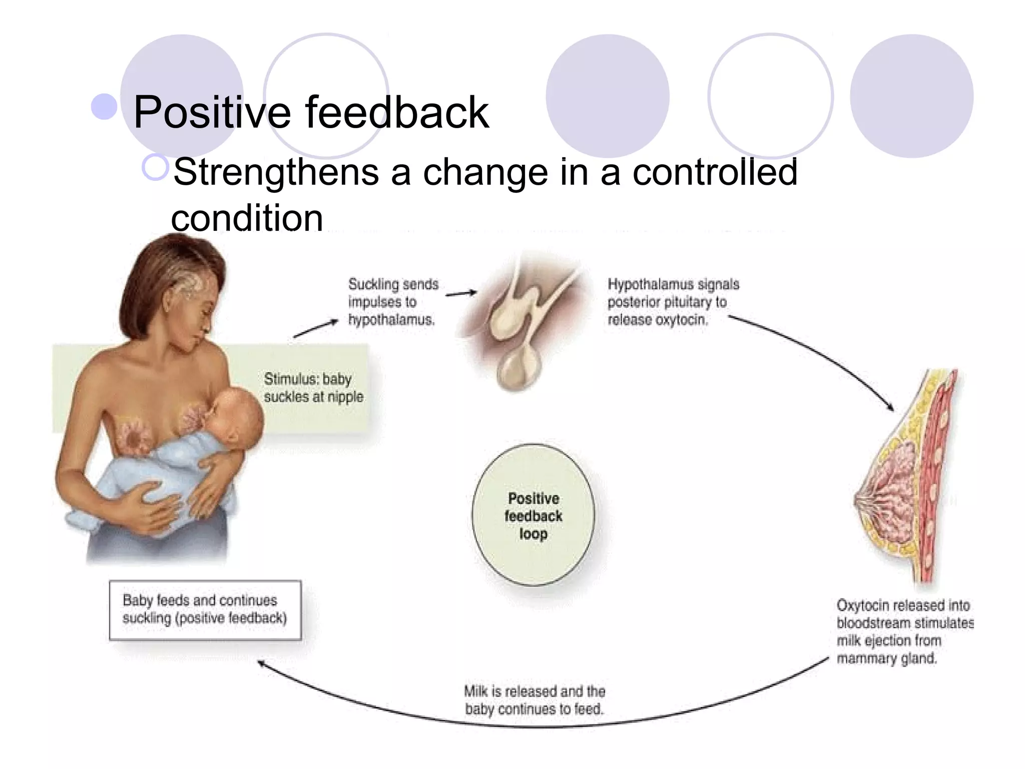 Positive feedback
Strengthens a change in a controlled
condition
 