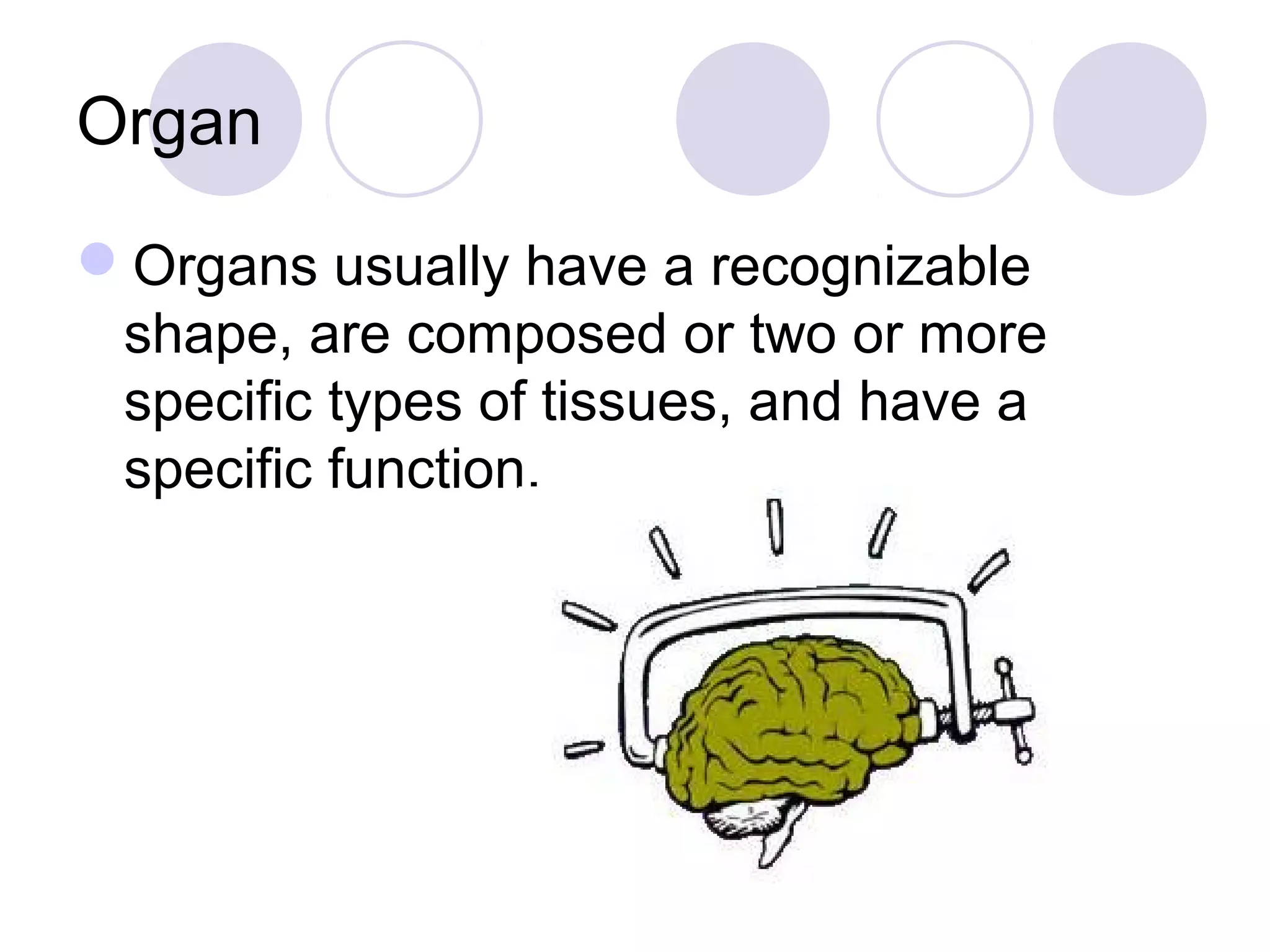 Organ
Organs usually have a recognizable
shape, are composed or two or more
specific types of tissues, and have a
specific function.
 