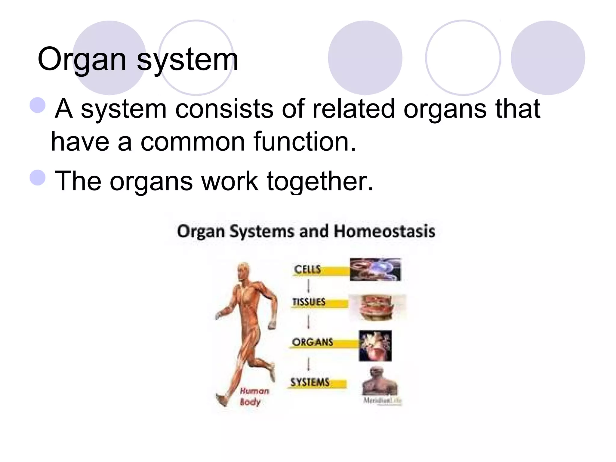 Organ system
A system consists of related organs that
have a common function.
The organs work together.
 