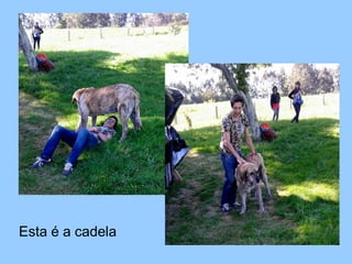 Esta é a cadela
 