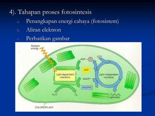 4). Tahapan proses fotosintesis
a. Penangkapan energi cahaya (fotosistem)
b. Aliran elektron
c. Perhatikan gambar
 