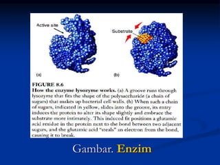 Gambar. Enzim
 