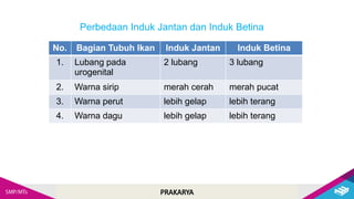 PRAKARYA
Perbedaan Induk Jantan dan Induk Betina
No. Bagian Tubuh Ikan Induk Jantan Induk Betina
1. Lubang pada
urogenital
2 lubang 3 lubang
2. Warna sirip merah cerah merah pucat
3. Warna perut lebih gelap lebih terang
4. Warna dagu lebih gelap lebih terang
 