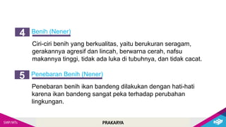 PRAKARYA
Benih (Nener)
4
Ciri-ciri benih yang berkualitas, yaitu berukuran seragam,
gerakannya agresif dan lincah, berwarna cerah, nafsu
makannya tinggi, tidak ada luka di tubuhnya, dan tidak cacat.
Penebaran Benih (Nener)
5
Penebaran benih ikan bandeng dilakukan dengan hati-hati
karena ikan bandeng sangat peka terhadap perubahan
lingkungan.
 