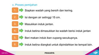 Cara Budidaya Ikan Hias