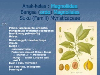 Anak-kelas : Magnoliidae
Bangsa (ordo) Magnoliales
Suku (Famili) Myristicaceae
„Ciri:
Pohon, jarang perdu, aromatis,
Mengandung myristicin (komponen
fenolik yang psikotrofik)
Unisex
Daun tunggal, tersebar tanpa
stipula
Bunga :
„rasemus/cymosa ♀,♂.
„Periantium sepaloid, Unisex, Bunga
♂ : stamen 2 - ~. Monadelfus
„ Bunga ♀ : carpel 1, stigma sesil,
ovul 1
Buah : buni, memecah
Biji berarilus, endosperm
berminyak
„
„
„
„
„
„
 