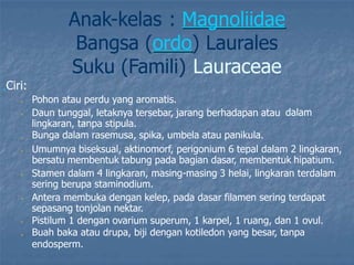 Anak-kelas : Magnoliidae
Bangsa (ordo) Laurales
Suku (Famili) Lauraceae
„Ciri:
Pohon atau perdu yang aromatis.
Daun tunggal, letaknya tersebar, jarang berhadapan atau
lingkaran, tanpa stipula.
Bunga dalam rasemusa, spika, umbela atau panikula.
„
dalam
„
„
Umumnya biseksual, aktinomorf, perigonium 6 tepal dalam 2 lingkaran,
bersatu membentuk tabung pada bagian dasar, membentuk hipatium.
Stamen dalam 4 lingkaran, masing-masing 3 helai, lingkaran terdalam
sering berupa staminodium.
Antera membuka dengan kelep, pada dasar filamen sering terdapat
sepasang tonjolan nektar.
Pistilum 1 dengan ovarium superum, 1 karpel, 1 ruang, dan 1 ovul.
Buah baka atau drupa, biji dengan kotiledon yang besar, tanpa
endosperm.
„
„
„
„
„
 