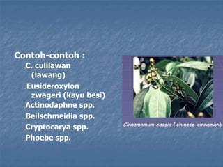 „Contoh-contoh :
„C. culilawan
(lawang)
„Eusideroxylon
zwageri (kayu besi)
„Actinodaphne spp.
„Beilschmeidia spp.
„Cryptocarya spp.
„Phoebe spp.
 