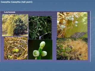 Cassytha Cassytha (tali putri)
 