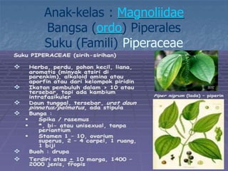Anak-kelas : Magnoliidae
Bangsa (ordo) Piperales
Suku (Famili) Piperaceae
 