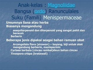 Anak-kelas : Magnoliidae
Bangsa (ordo) Ranunculales
Suku (Famili) Menispermaceae
„Umumnya liana atau herba
„Biasanya mengandung
„ sesquiterpenoid dan diterpenoid yang sangat pahit dan
beracun
„Berberin
„Beberapa jenis dipakai seagai bahan ramuan obat
„ Arcangelisia flava (sirawan) – bayang, biji untuk obat
mengandung berberin, menispermin
„Cyclaea barbata (cincau rambat)daun bahan cincau
„Tinospora crispa (bratawali)
 