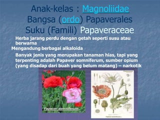 Anak-kelas : Magnoliidae
Bangsa (ordo) Papaverales
Suku (Famili) Papaveraceae
„ Herba jarang perdu dengan getah seperti susu atau
berwarna
„ Mengandung berbagai alkaloida
„ Banyak jenis yang merupakan tanaman hias, tapi yang
terpenting adalah Papaver somniferum, sumber opium
(yang disadap dari buah yang belum matang) – narkotik
 