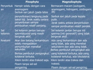 pembuahan relatif panjang. sampai pembuahan relatif pendek.
Pinophyta Magnoliophyta
Penyerbuk Hampir selalu dengan cara Bermacam-macam (autogami,
an anemogami anemogami, hidrogami, zoidiogami,
Serbuk sari jatuh (pada tetes dll)
penyerbukan) langsung pada Serbuk sari jatuh pada kepala
bakal biji. Jarak waktu antara putik.
penyerbukan sampai Jarak waktu antara penyerbukan
Sel Sel kelamin jantan berupa Sel kelamin jantan berupa inti
kelamin spermatozoid yang masih sperma (inti generatif) yang tidak
bergerak aktif. bergerak aktif.
Anatomi Akar dan batang berkambium Ada yang berkambium dan ada
selalu mengadakan yang tidak, ada yang menebal
pertumbuhan menebal sekunderm dan ada yang tidak.
sekunder. Berkas pembuluh pengangkut ada
Berkas pembuluh pengangkut yang kolateral terbuka, ada yang
kolateral terbuka. kolateral tertutup, ada bikolateral.
Xilem terdiri atas trakeid saja. Xilem terdiri atas trakea dan
Floem tanpa sel-sel trakeid.
pengairing Floem dengan sel-sel pengiring.
 