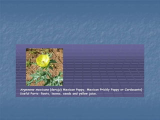 bab-3-magnoliophyta-1.pptx