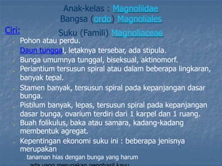 Anak-kelas : Magnoliidae
Bangsa (ordo) Magnoliales
„ Ciri: Suku (Famili) Magnoliaceae
Pohon atau perdu.
„
„
„
„
Daun tunggal, letaknya tersebar, ada stipula.
Bunga umumnya tunggal, biseksual, aktinomorf.
Periantium tersusun spiral atau dalam beberapa lingkaran,
banyak tepal.
Stamen banyak, tersusun spiral pada kepanjangan dasar
bunga.
Pistilum banyak, lepas, tersusun spiral pada kepanjangan
dasar bunga, ovarium terdiri dari 1 karpel dan 1 ruang.
Buah folikulus, baka atau samara, kadang-kadang
membentuk agregat.
Kepentingan ekonomi suku ini : beberapa jenisnya
merupakan
„ tanaman hias dengan bunga yang harum
„
„
„
„
 