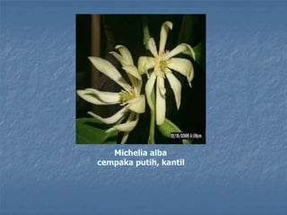 Michelia alba
cempaka putih, kantil
 