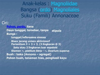 Anak-kelas : Magnoliidae
Bangsa (ordo) Magnoliales
Suku (Famili) Annonaceae
„Ciri:
„Pohon, perdu, liana
„Daun tunggal, tersebar, tanpa
„Bunga :
„tunggal/infloresens simosa
stipula
„Bisex jarang unisex aktinimorf
„Periantium 3 + 3 + 3, (3 lingkaran @ 3)
Satu atau 2 lingkaran luar sepaloid
„Stamen ~, pistilum bbrp - ~, Ovarium superus
„Buah : baka (Annona – agregat)
„Pohon buah, tanaman hias, penghasil kayu
 