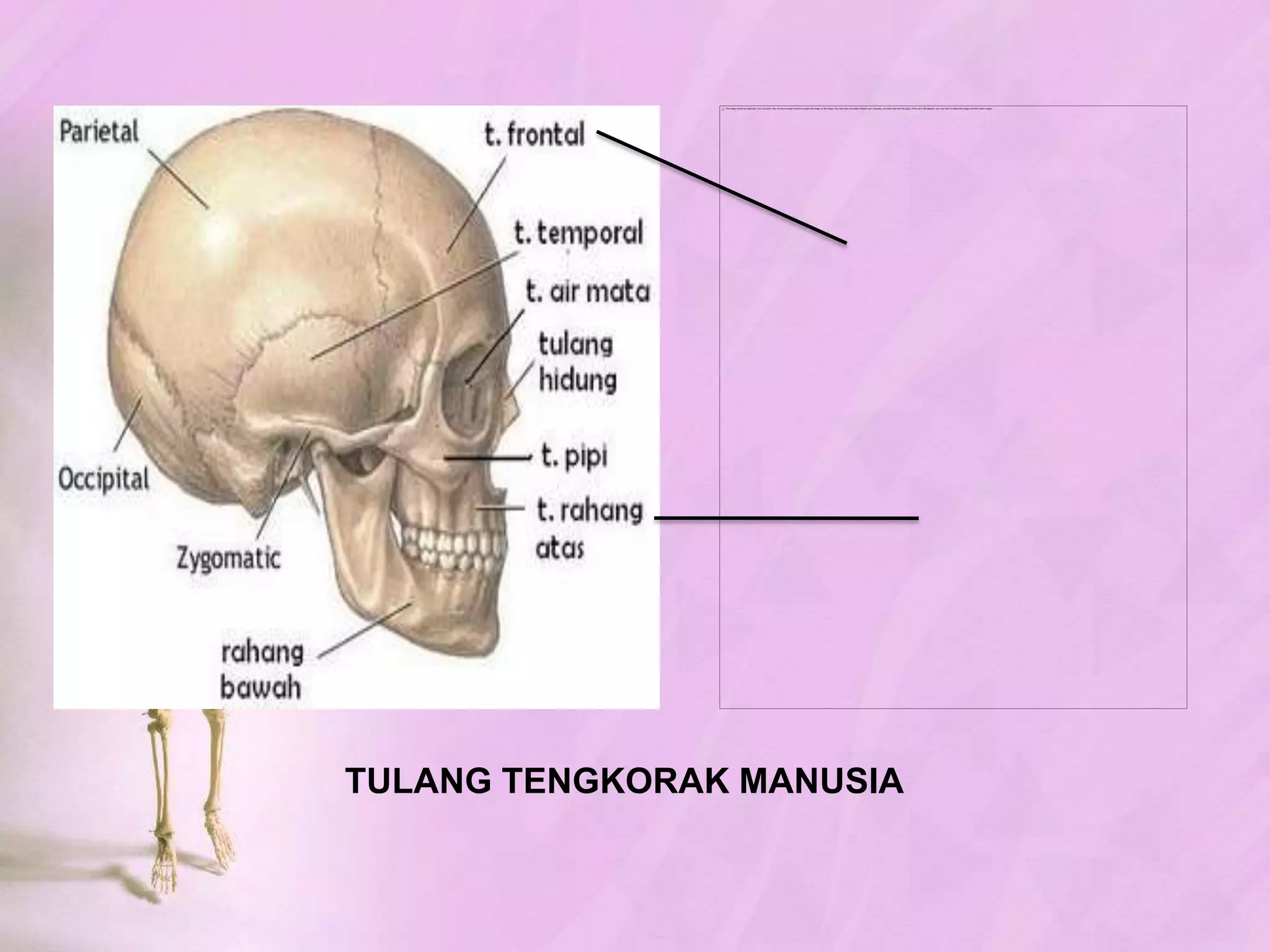 HubunganAntarTulang - ArtikulasiDIARTROSISHubunganantartulang yang keduaujungnyatidakdihubungkanolehjaringansehinggatulangdapatdigerakan, disebutsendi.