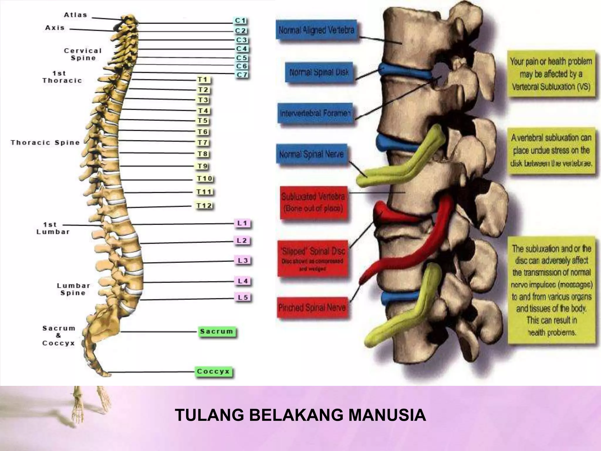 PERSENDIAN DIARTROSIS