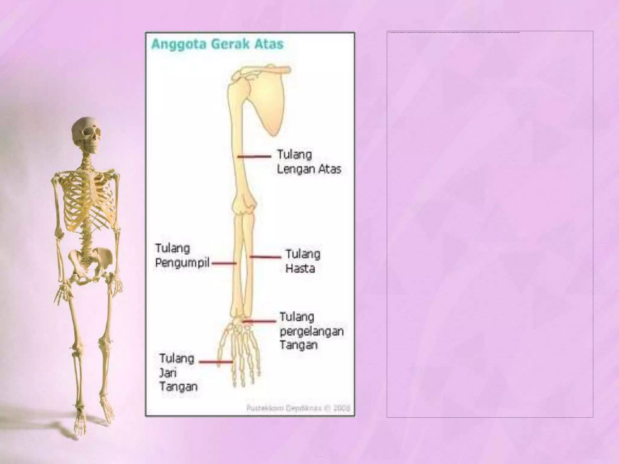 TULANG BELAKANG MANUSIA