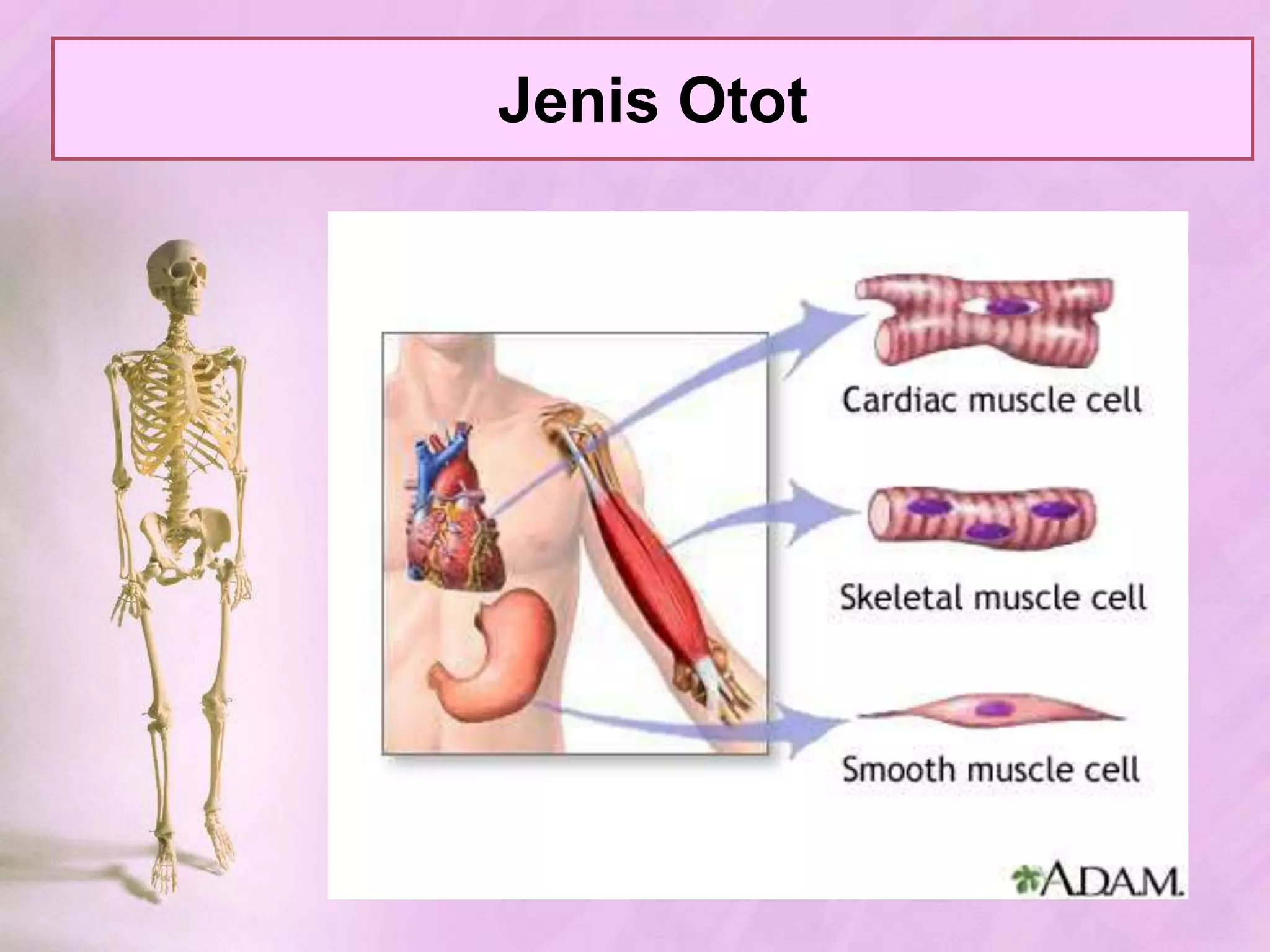 Kelainan & GangguanpadaTulangTulang yang mengalami osteoporosisTulang normalRakhitisSkoliosisFrakturaKifosisLordosis