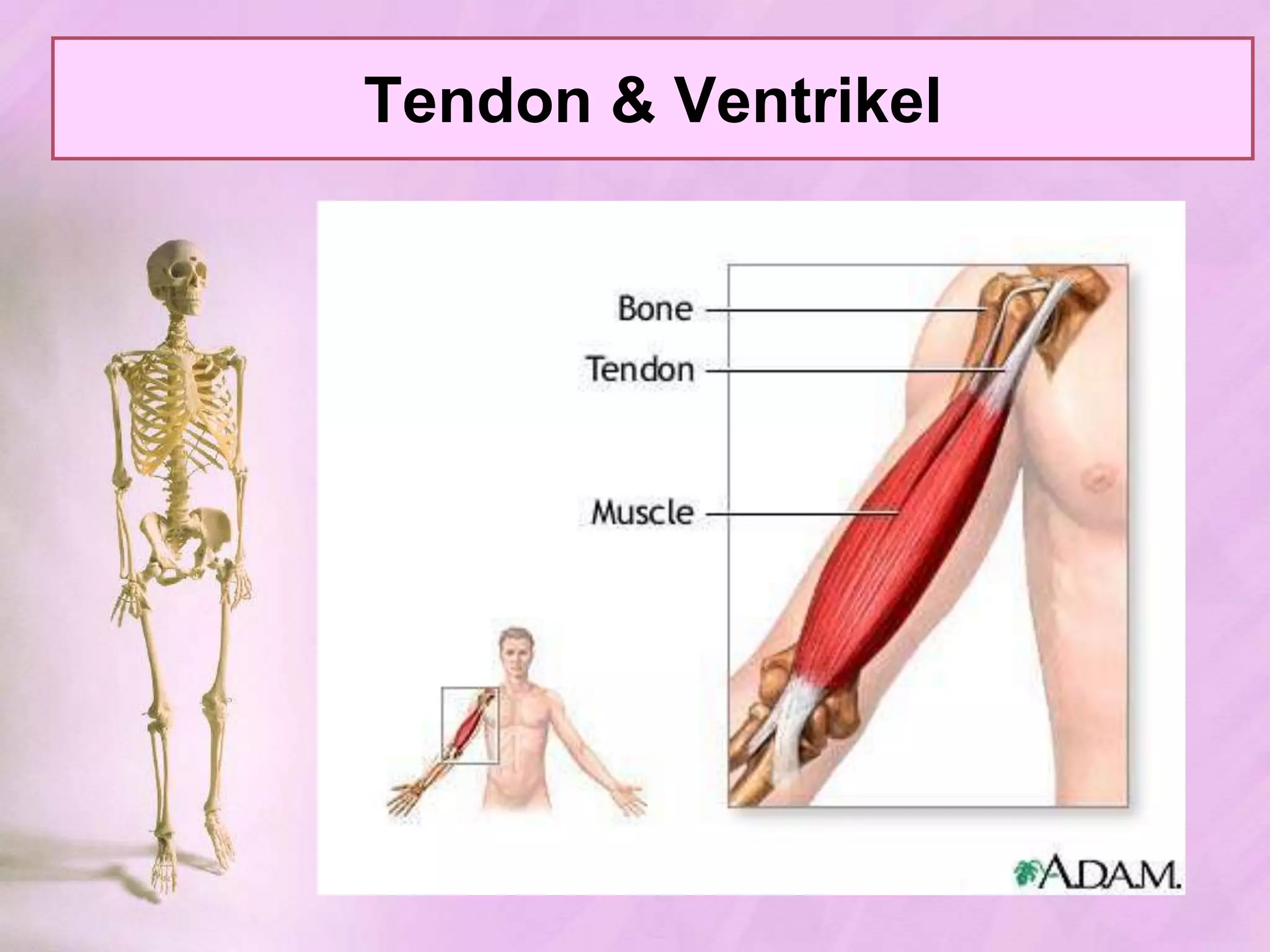 PERTEMUAN 2StrukturOtot